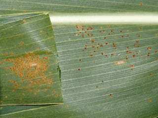 Figure 5. Dense clustering of orange, southern rust pustules (left) compared to the sparsely scattered, reddish-brown pustules of common rust (right).