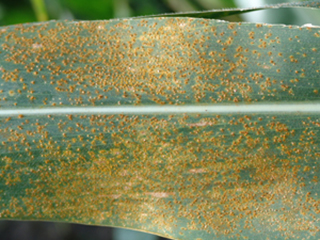 Figure 6. Severe southern rust.