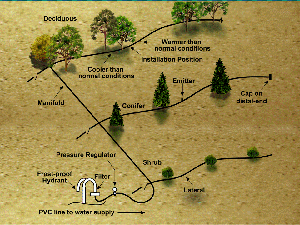 Figure 4. Installation of some components of a typical surface drip irrigation system for windbreaks.