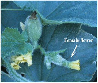 Figure 2. Female flower (far right) and young fruit developing (top center) are key elements in the process. 
