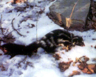 Figure 1. Eastern striped skunk (Mephitis mephitis) and eastern spotted skunk (Spilogale putorius).