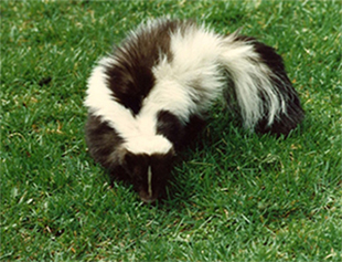 Figure 1. Eastern striped skunk (Mephitis mephitis) and eastern spotted skunk (Spilogale putorius).