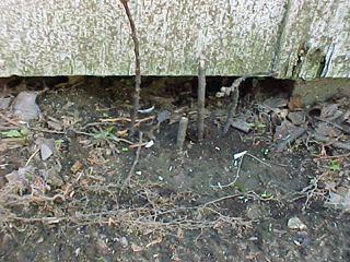 Figure 2. Hole entrance with twigs in front to test for animal use.