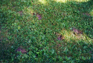 Figure 3. Skunk damage to a lawn exhibits a collection of cone-shaped holes dug at the surface of the ground.