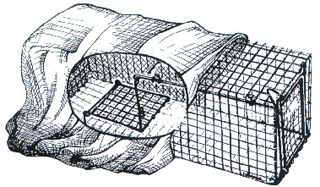 Figure 5. Cage trap with blanket over 50 percent of the trap.
