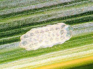 Figure 1.	European corn borer egg mass (UNL Department of Entomology). 