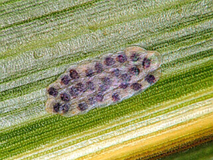Figure 2.	Black head stage European corn borer egg mass (UNL Department of Entomology).