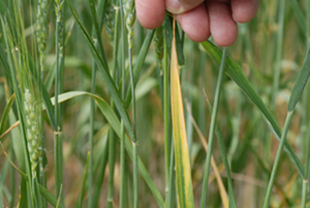 Figure 2. Yellowing of a wheat leaf caused by BYD virus infection.