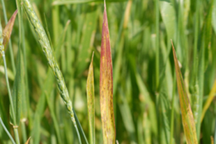 Figure 3.	Red-to-purple discoloration on a wheat leaf caused by BYD virus infection.