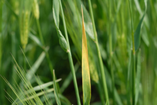 Figure 4.	Bright golden yellowing on a barley leaf caused by BYD virus infection.
