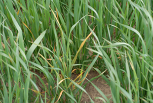 Figure 5.	Leaf discoloration on oats caused by BYD virus infection.