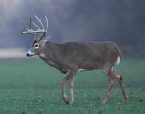 Figure 1.	Adult male white-tailed deer (Photo by G. Clements).