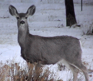 Figure 2.	Adult female mule deer (Photo by G. Clements).