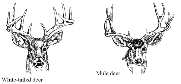 Figure 3.	Antler configuration of adult male white-tailed deer and mule deer (Photo courtesy of ICWDM). 