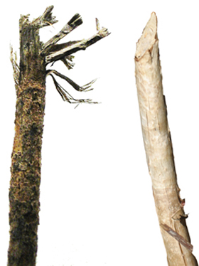 Figure 4.	Tree branch damage caused by deer browsing (left) and rabbit browsing (right) (Photo by S. Vantassel). 