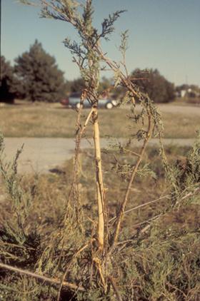 Figure 5.	Damage to a young tree caused by buck rubbing (Photo courtesy of ICWDM). 