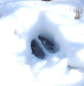 Figure 6.	Deer track in the snow (Photo by G. Clements). 