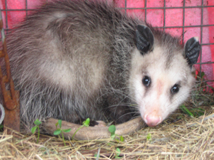 Figure 1. Cage trapped opossum. Photo by Stephen Vantassel.