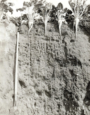 Figure 1. The long root system of sugarbeet allows plants to utilize nitrate-nitrogen from depths of 5 feet or more.