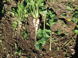 Figure 2. Inadequate amounts of nitrogen (beet on left) affect growth and sucrose concentration in sugarbeet.