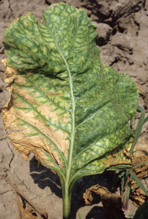 Figure 3.	Fusarium yellows or Fusarium root rot of sugar beet – one-sided wilt and scorching. 