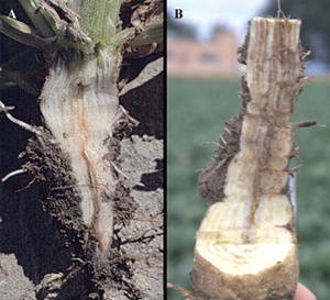 Figure 4.	Vascular necrosis with no external root rot, characteristic of Fusarium yellows. Note limited necrosis in early infection (A/left) compared to advanced infection (B/right). 