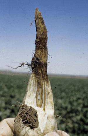 Figure 5.	Tip rot and vascular necrosis, characteristic of Fusarium root rot. 
