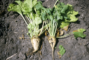 Figure 10.	Blinkers — root and foliar symptoms of rhizomania (left) on a tolerant cultivar compared to uninfected plant (right). Note the yellow foliage and mass of secondary rootlets on taproot of infected plant. 