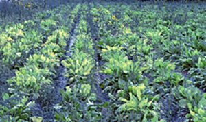 Figure 2.	Yellowing and erect growth of plants affected by rhizomania in the field. 