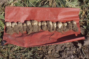 Figure 5.	Bearding symptoms with very reduced taproot size, characteristic of early root infections. Source of the disease name “rhizomania” (root madness).
