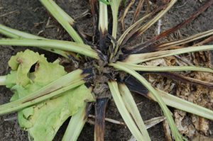 Figure 10.	Crown rot infection (note soil deposited in crown). 