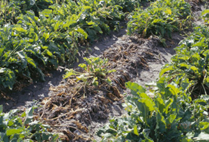 Figure 12.	Disease spread from plant to plant down rows characteristic of R. solani infections.