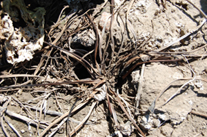 Figure 2.	Plant killed by R. solani exhibiting dry rosette of dead leaves and petioles. 
