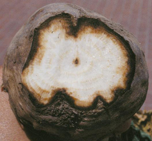 Figure 5.	Extent of rotted area restricted to external layers. 