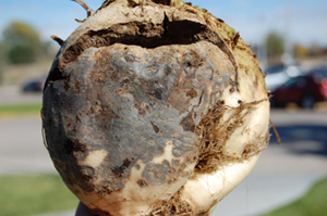 Figure 6.	Advanced infections showing cracks in taproot. 