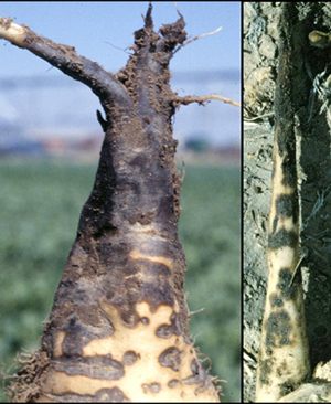 Figure 7.	Early infection beginning on young tap root. 
