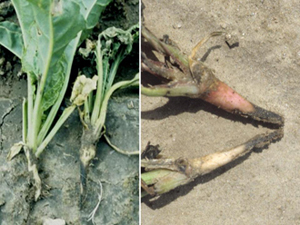 Figure 8.	Root rot phase progressing from tip of root toward crown. 