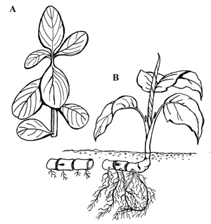 Figure 1. Tip and stem cuttings (A), and cane cuttings (B).