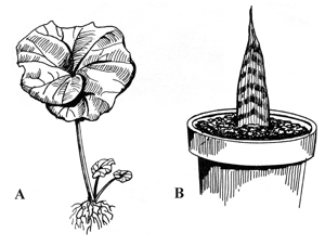 Figure 2.	Whole leaf cuttings (A) and leaf section cuttings (B).