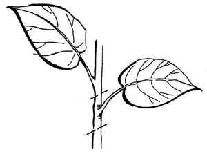Figure 3.	Leaf bud cuttings.