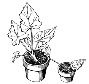 Figure 4. Propagating plant runners.