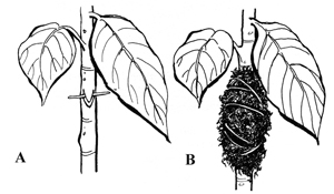 Figure 5. Put a matchstick or toothpick into the cut stem when air layering (A), and wrap with sphagnum moss (B).