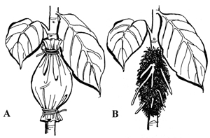 Figure 6. Wrap sphagnum moss with plastic and seal edges (A), and sever rooted tip from plant stock when root system is developed (B).