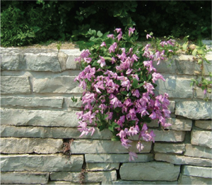 Figure 1. Clematis integrifolia hanging over a wall (non-clinging). 