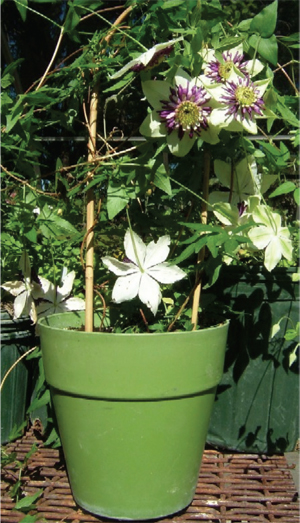 Figure 11. Clematis ‘Sieboldii’ in a container.