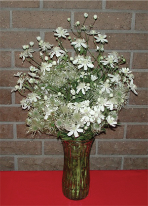 Figure 12. Fresh bouquet of C. hexapetala. 