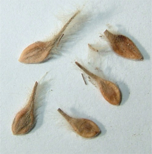 Figure 13. Seed (achenes) of clematis.