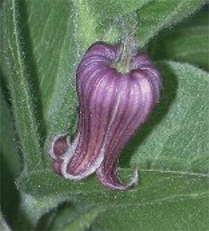 Figure 5. C. fremontii flower.