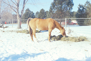 Figure 1. Cold temperatures increase a horse’s digestible energy requirements so as temperatures fall, feed more hay to meet a horse’s increasing energy requirements. 