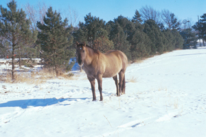 Figure 3. A shelter belt of trees can provide sufficient winter time shelter for most horses. 